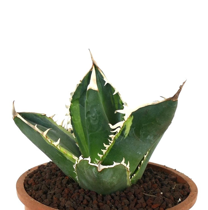 Agave titanota cv TIGER SHARK form VARIEGATED