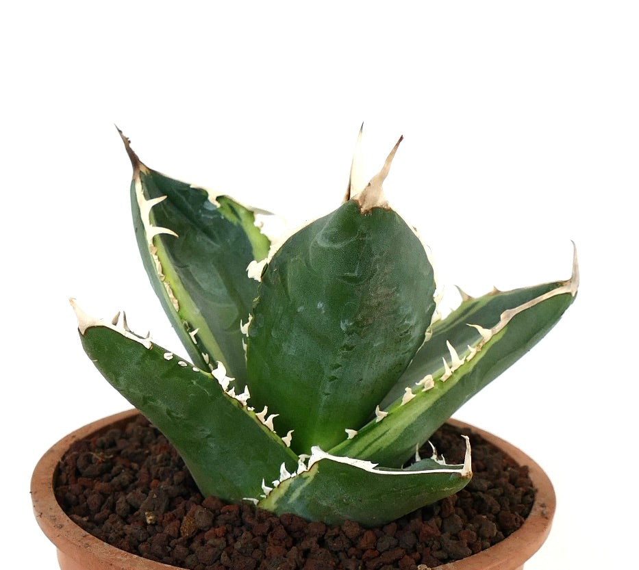 Agave titanota | Rare Selected Agave Titanota Clones | Buy Now