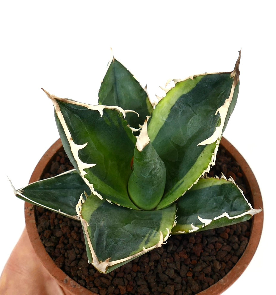 Agave titanota cv TIGER SHARK form VARIEGATED