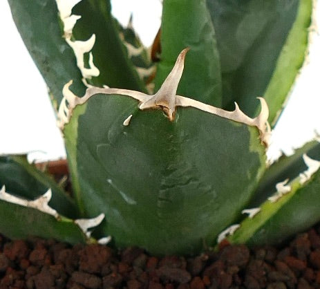 Agave titanota cv TIGER SHARK form VARIEGATED