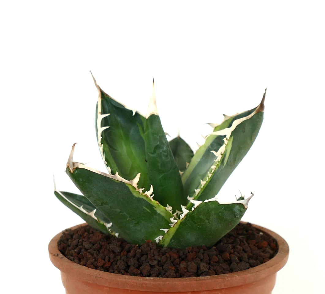 Agave titanota cv TIGER SHARK form VARIEGATED