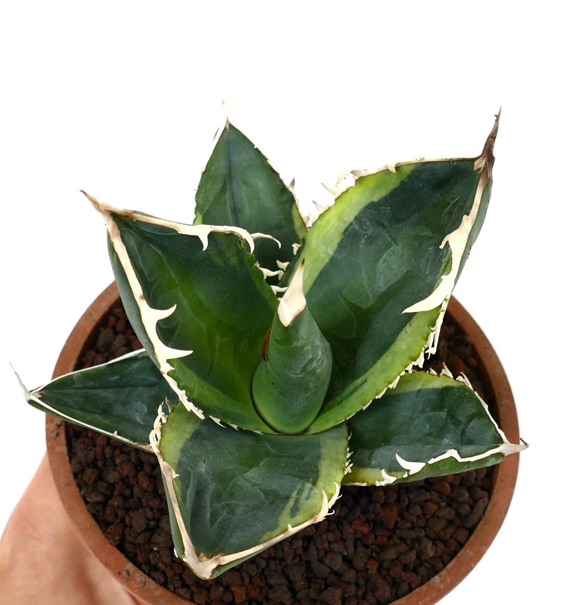 Agave titanota cv TIGER SHARK form VARIEGATED