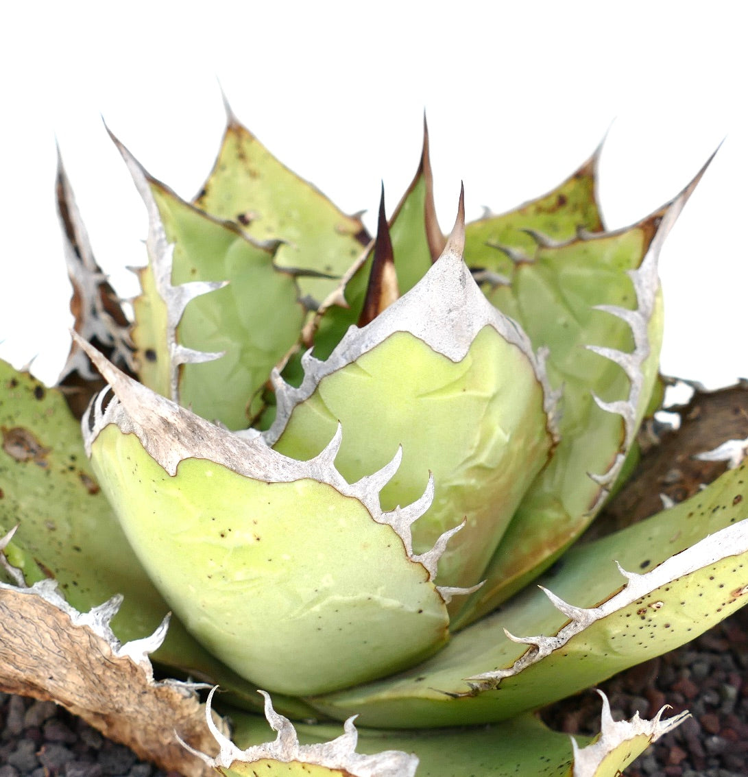 Suculenta Agave titanota con hojas gruesas de color verde pálido y espinas blancas prominentes