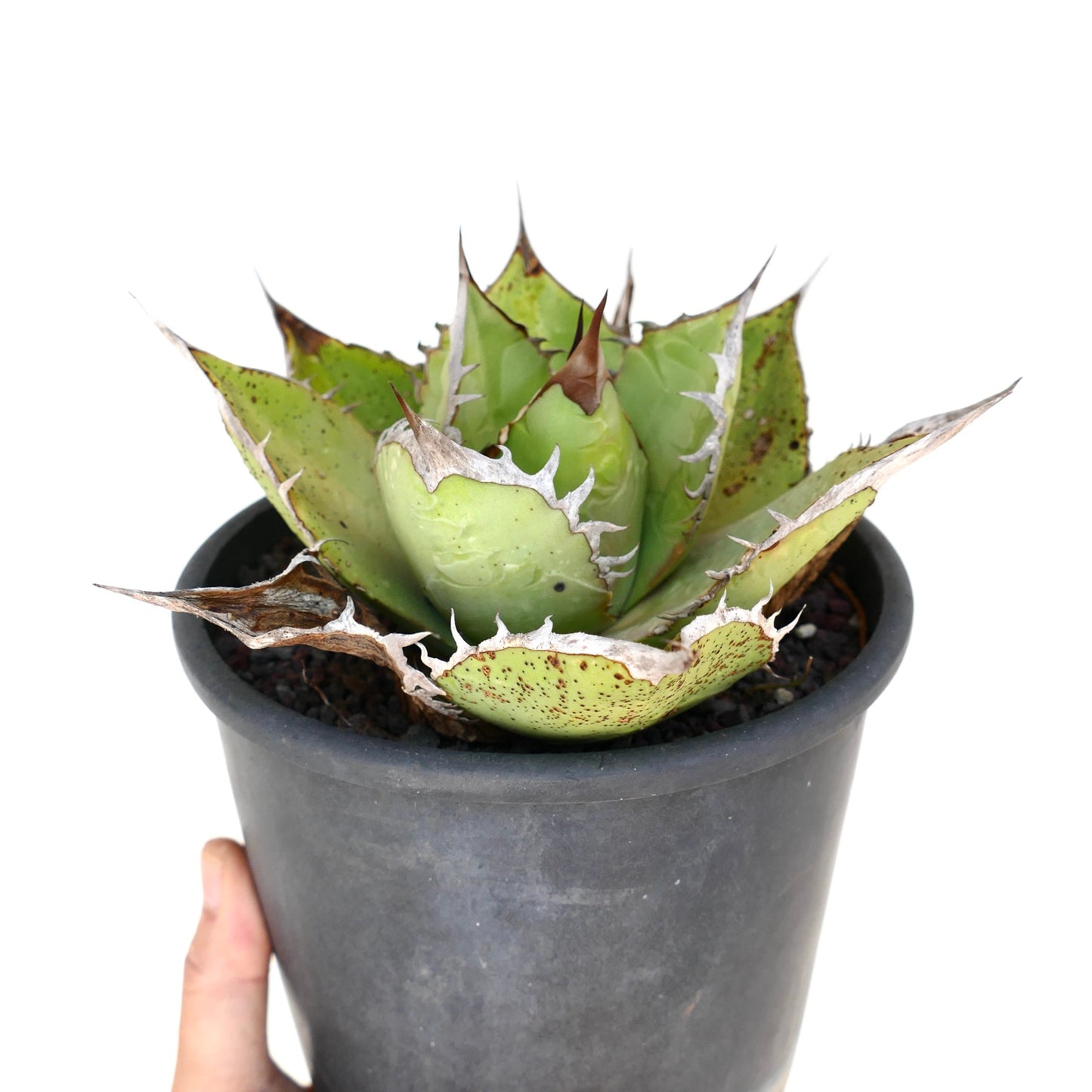 Suculenta Agave titanota con hojas verdes gruesas y espinas blancas prominentes en maceta negra