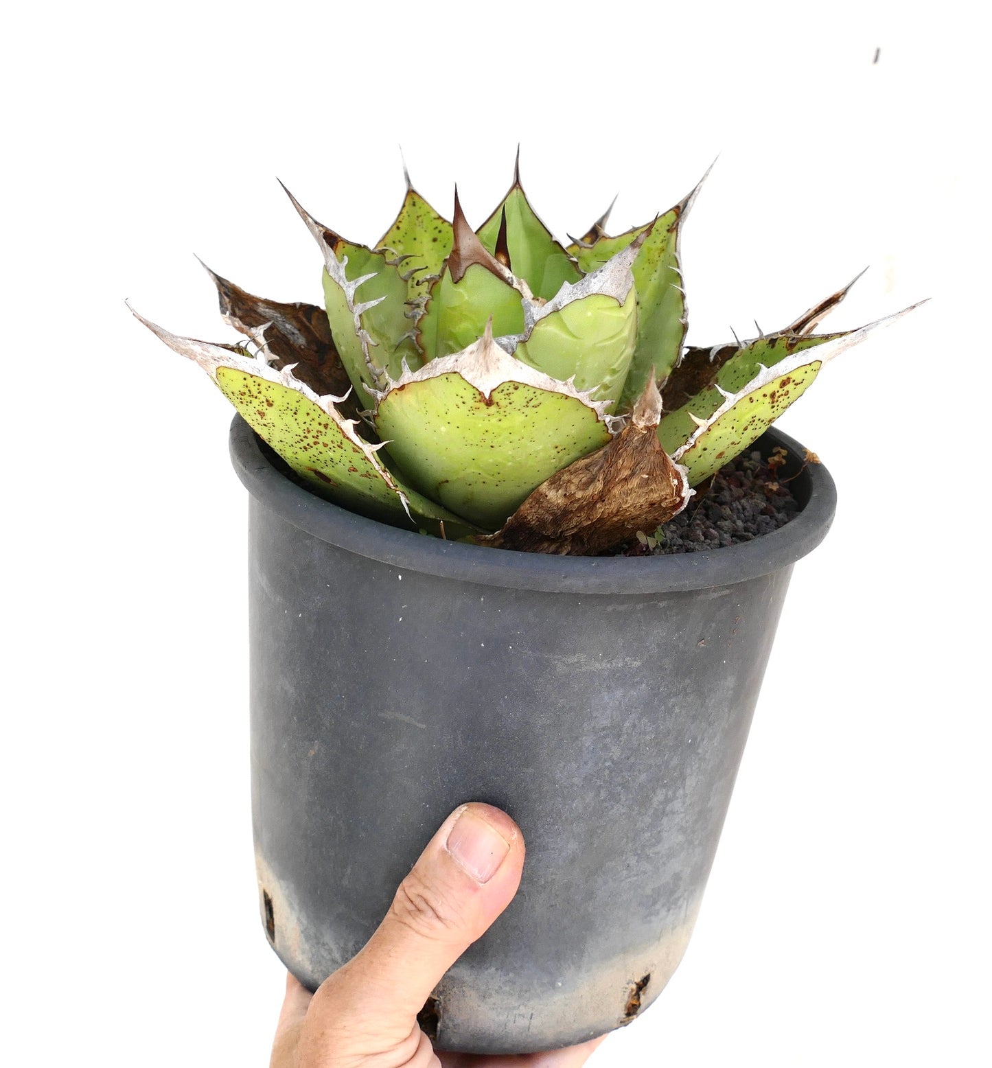 Suculenta Agave titanota con hojas verdes gruesas y espinas marrones prominentes en maceta negra