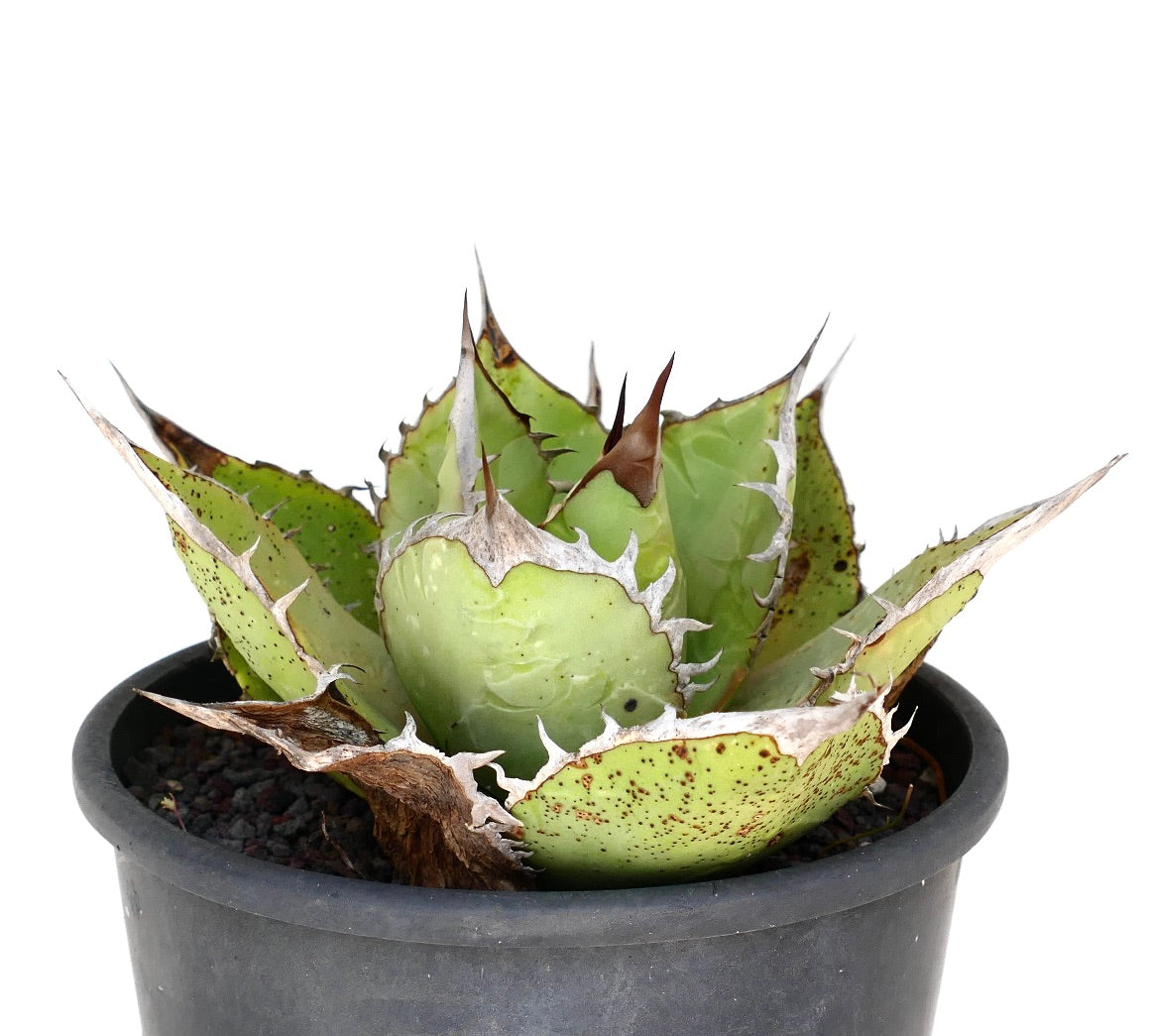 Agave titanota suculenta compacta con hojas gruesas y espinosas y bordes blancos en maceta negra