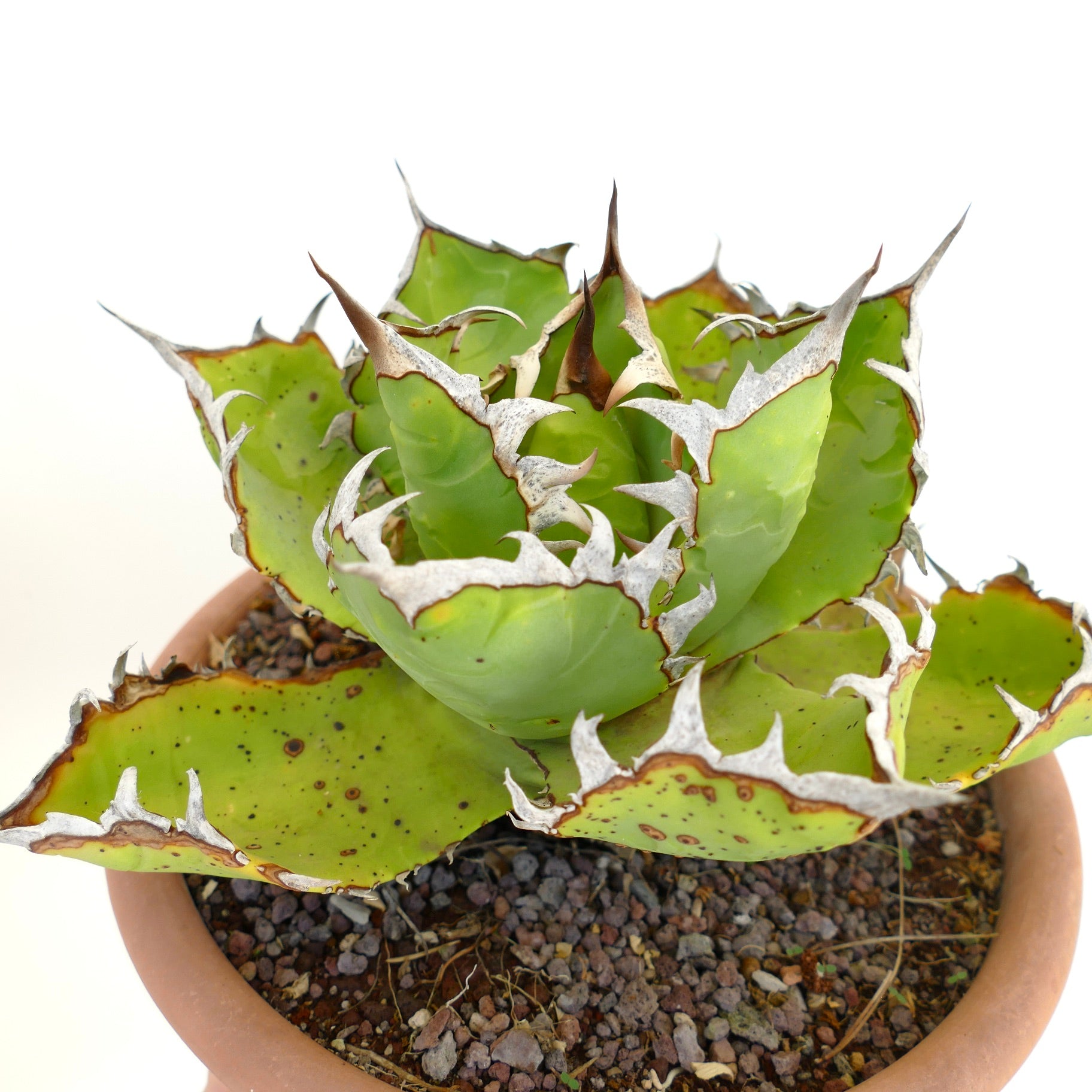 Suculenta Agave titanota con hojas verdes gruesas y espinas blancas prominentes en maceta de terracota
