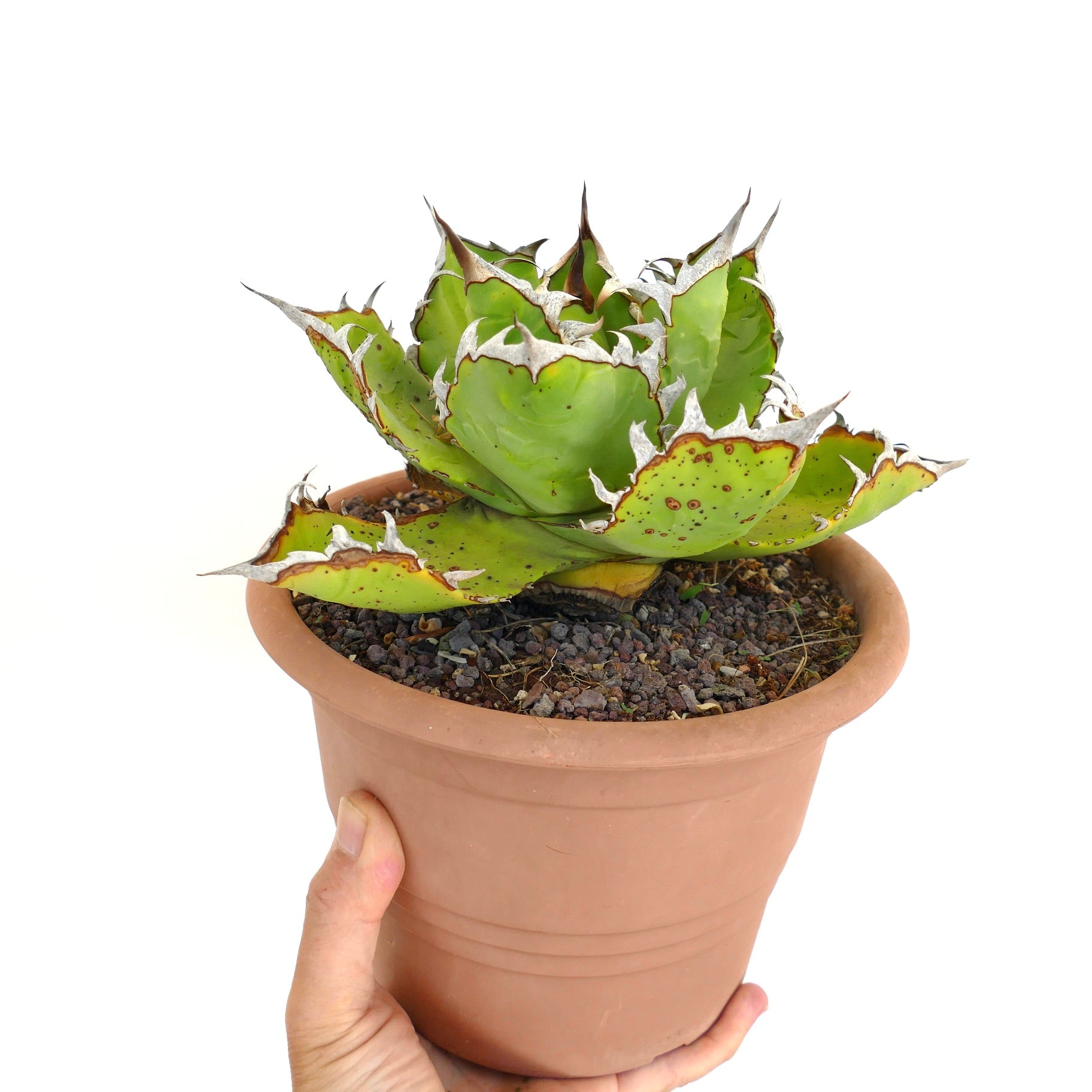 Suculenta Agave titanota con hojas verdes gruesas y espinas blancas prominentes en maceta de terracota