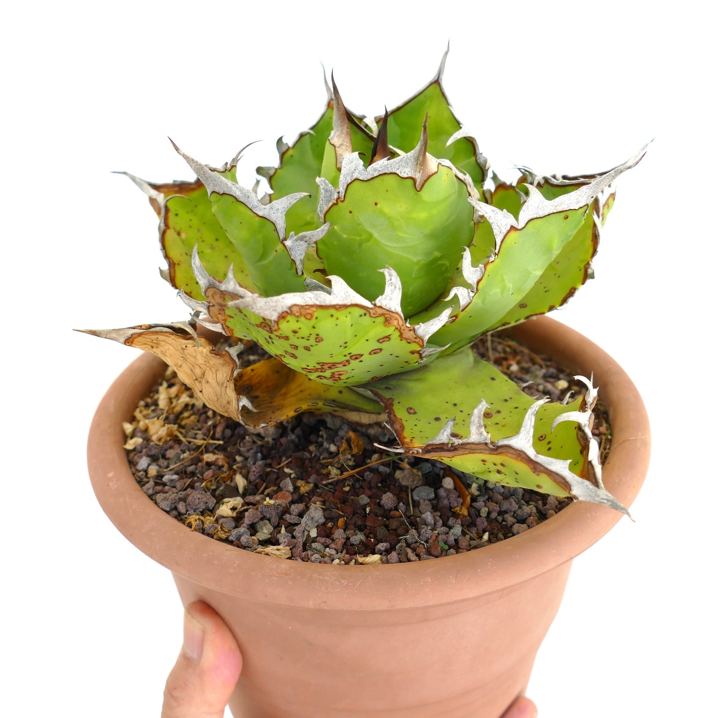 Suculenta Agave titanota con hojas verdes gruesas y espinas blancas prominentes en maceta de terracota