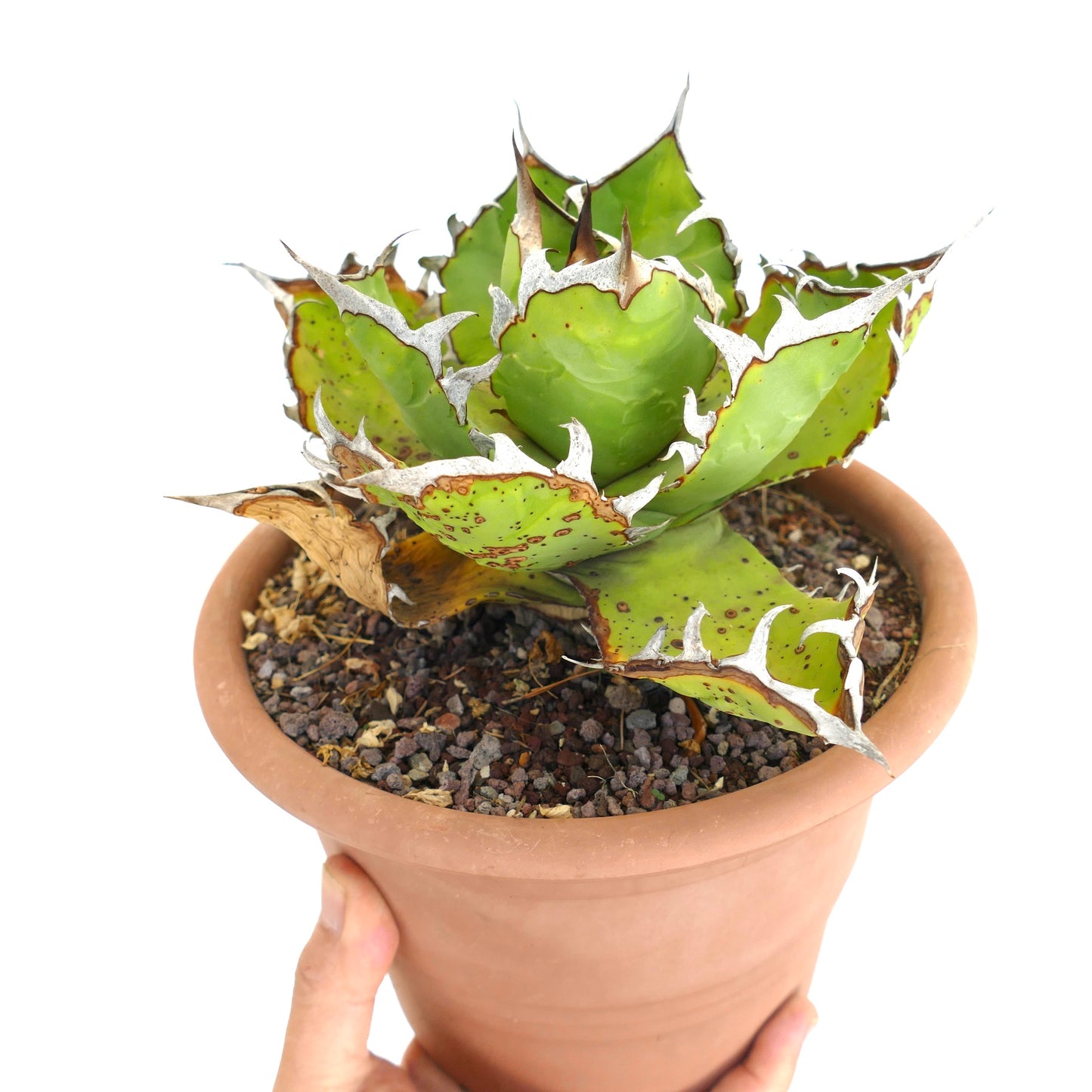 Suculenta Agave titanota con hojas verdes gruesas y espinas blancas prominentes en maceta de terracota