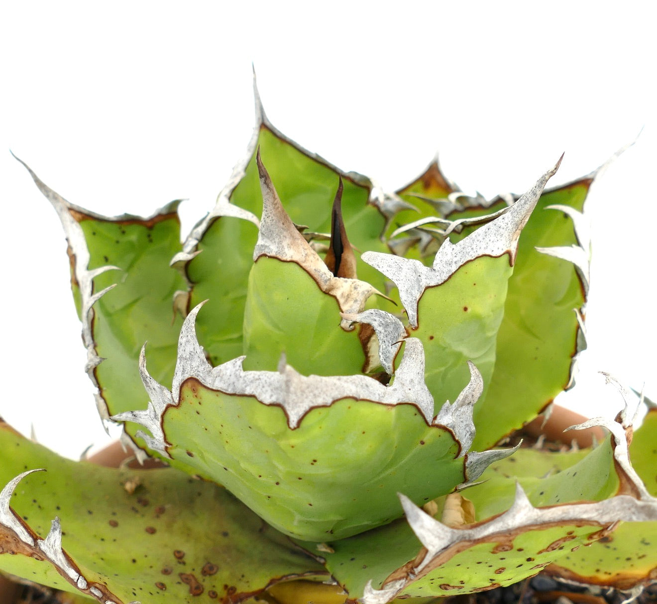 Suculenta Agave titanota con hojas gruesas y verdes y bordes espinosos blancos prominentes