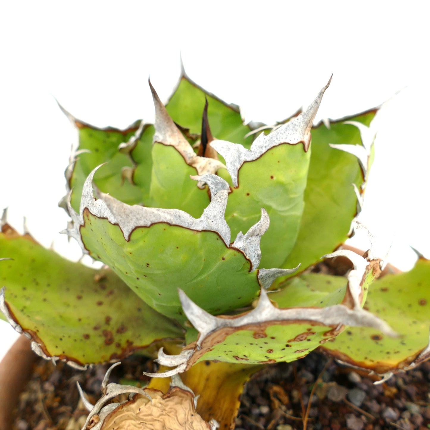 Suculenta Agave titanota con hojas verdes gruesas y bordes espinosos blancos prominentes en maceta