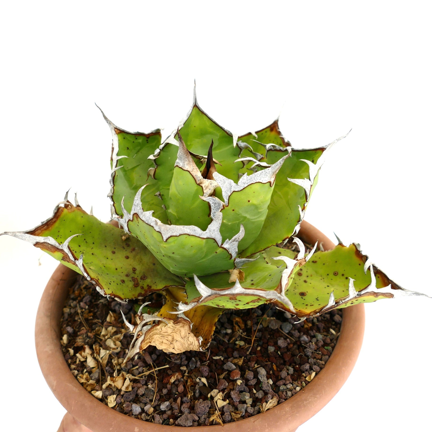Suculenta Agave titanota con hojas verdes anchas y espinas blancas prominentes en maceta de terracota