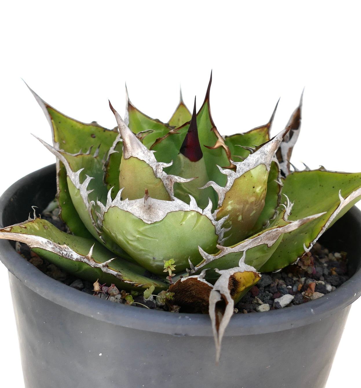 Suculenta Agave titanota con roseta compacta y espinas blancas prominentes en maceta negra