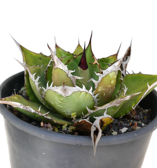 Suculenta Agave titanota con roseta compacta y espinas blancas prominentes en maceta negra