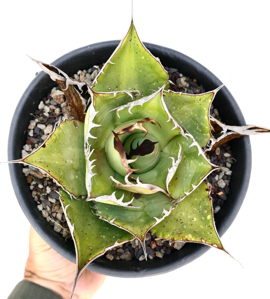 Agave titanota suculenta compacta con hojas verdes gruesas y espinas blancas prominentes en maceta
