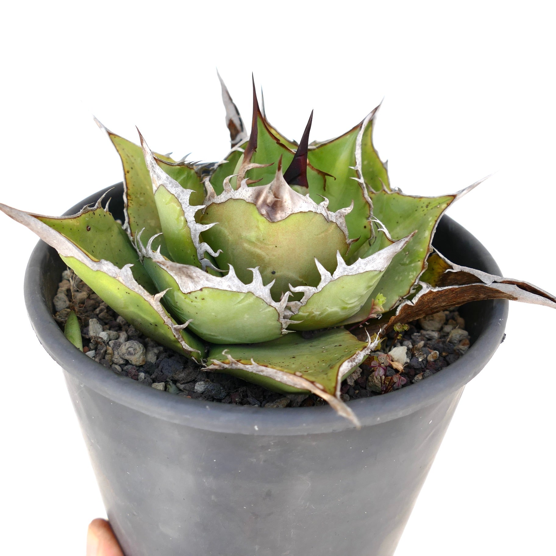 Agave titanota suculenta compacta con hojas verdes gruesas y espinas marrones prominentes en maceta