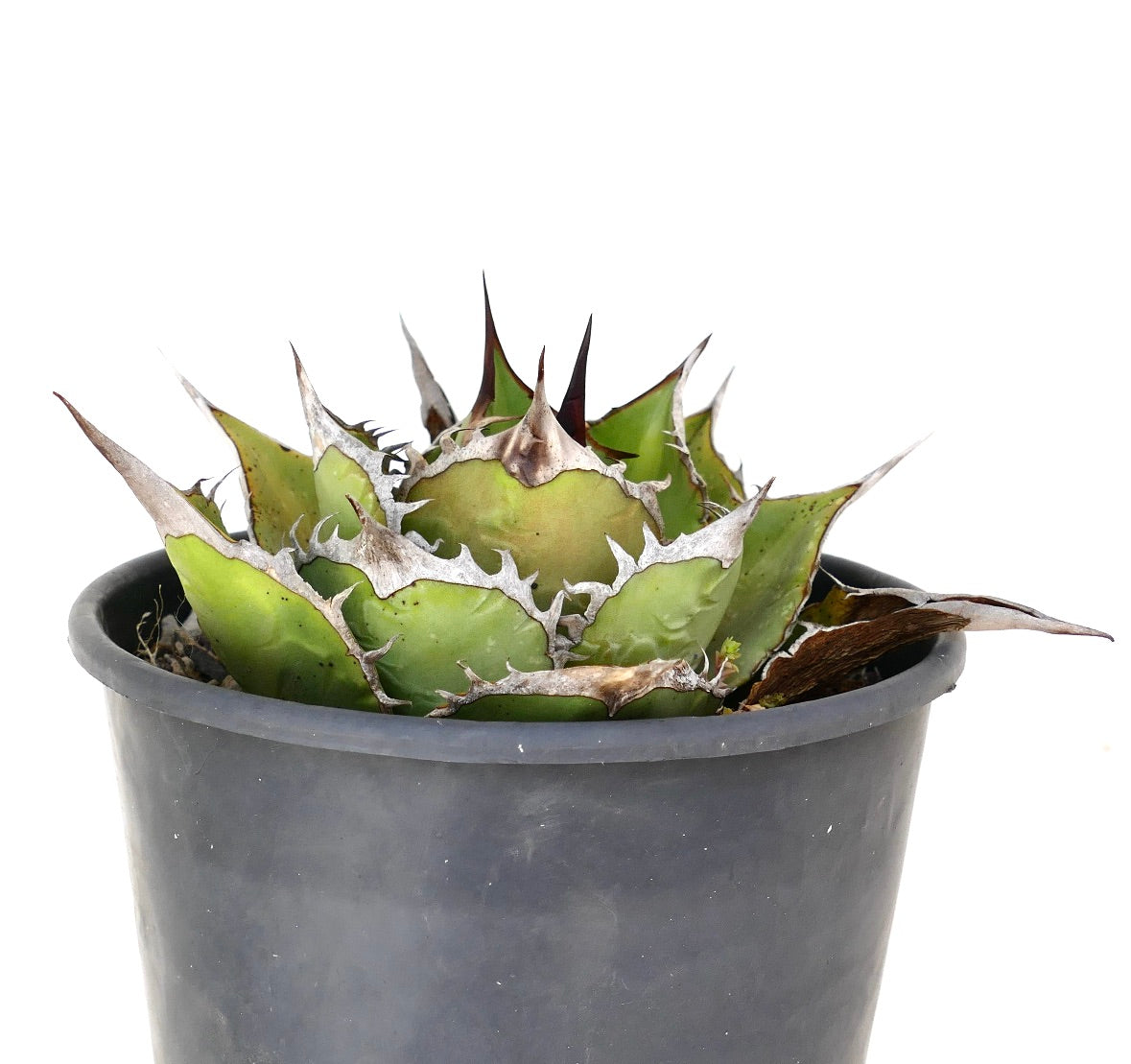 Agave titanota suculenta compacta con hojas verdes gruesas y márgenes blancos prominentes en maceta negra