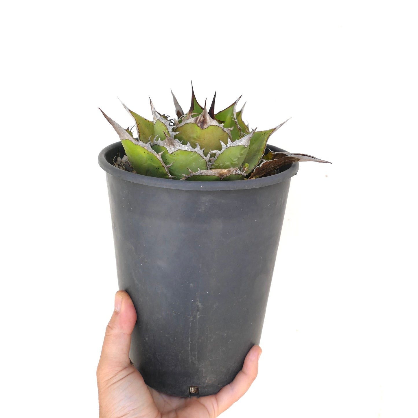 Agave titanota compacto suculento con hojas verdes gruesas y espinas marrones prominentes en maceta negra