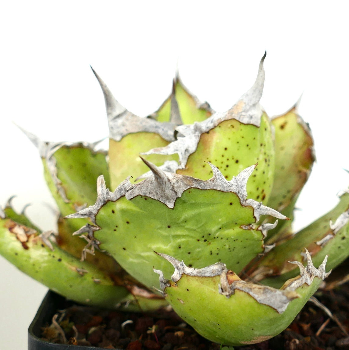 Agave titanota succulenta con foglie verdi spesse e spine grigie prominenti esemplare