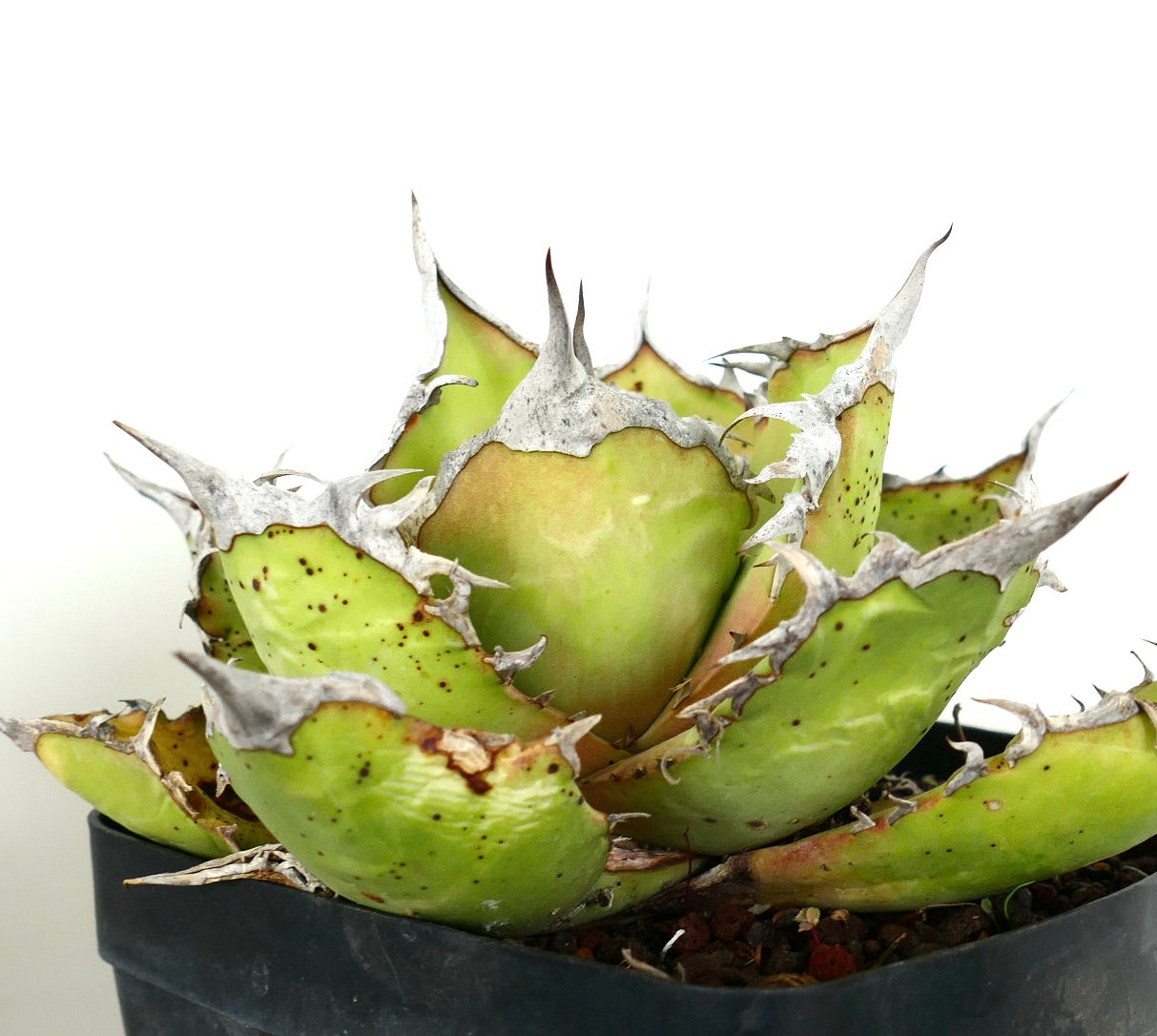 Succulenta Agave titanota con foglie verdi spesse e spine bianche prominenti in vaso nero