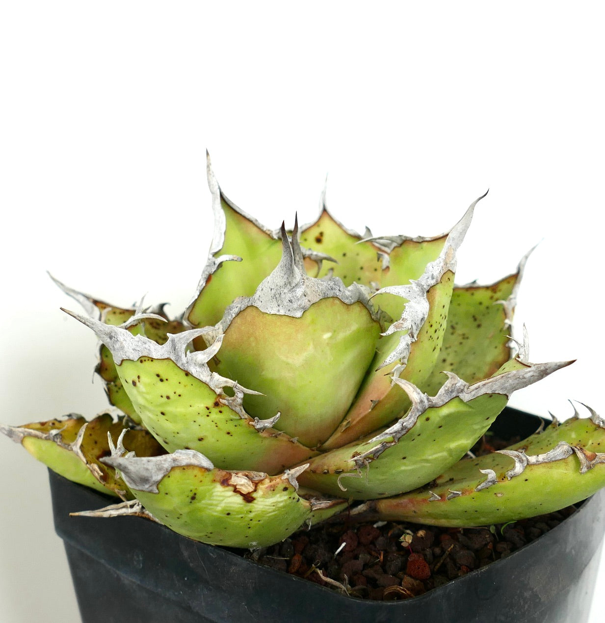 Agave titanota succulenta con foglie verdi spesse e spine grigie prominenti in vaso nero