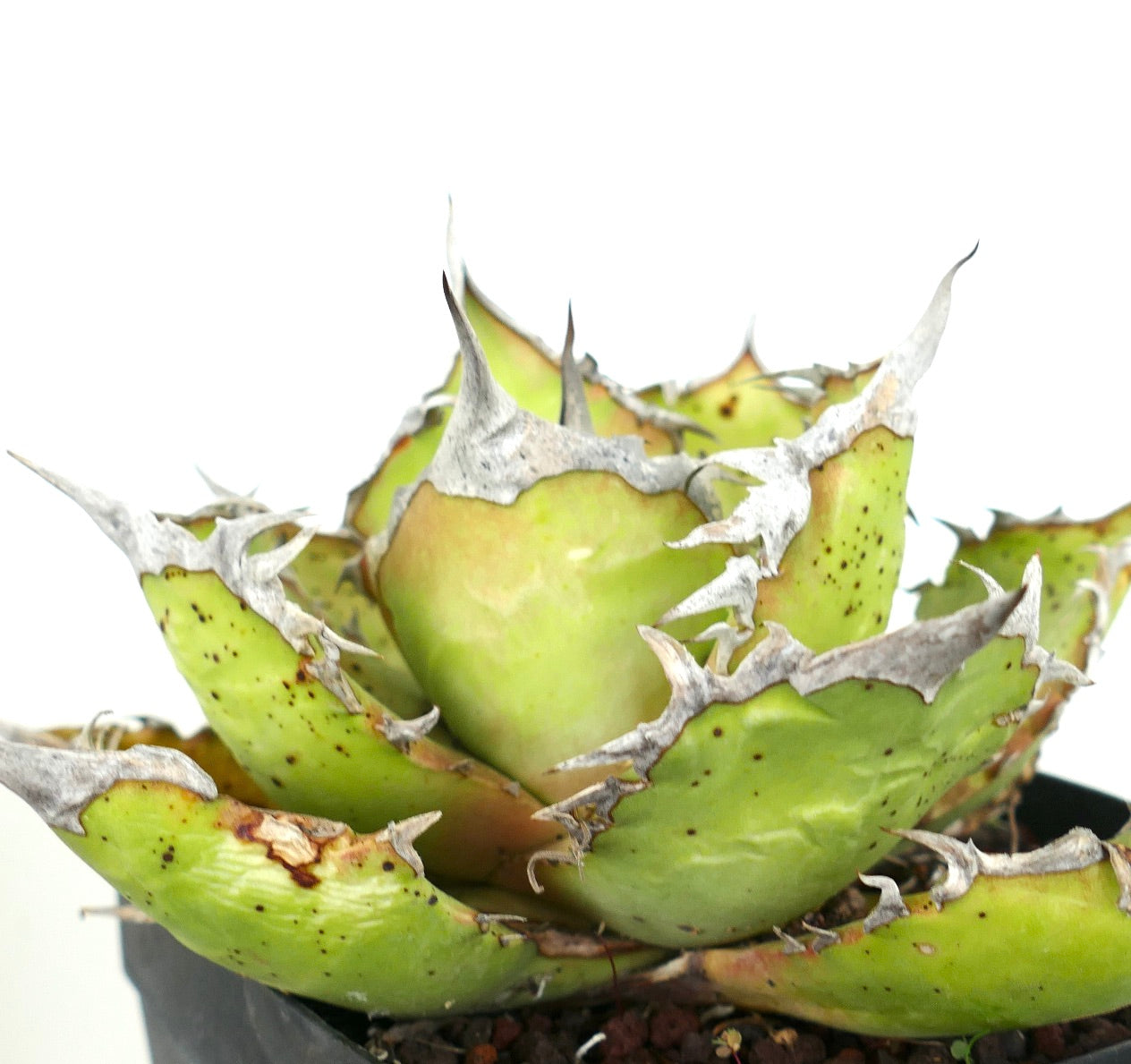 Pianta grassa Agave titanota con foglie verdi spesse e spine grigie prominenti