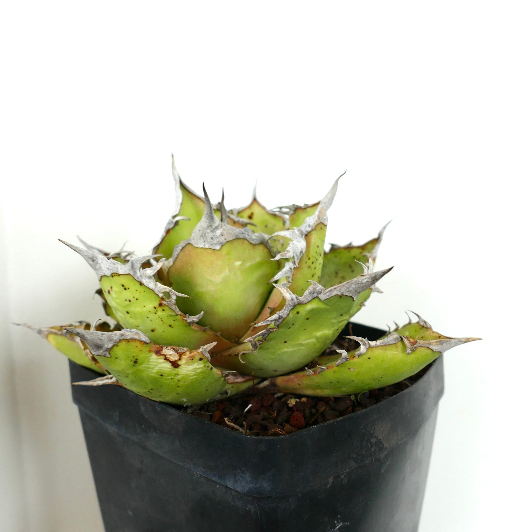 Agave titanota succulenta con foglie verdi spesse e spine bianche prominenti in vaso nero