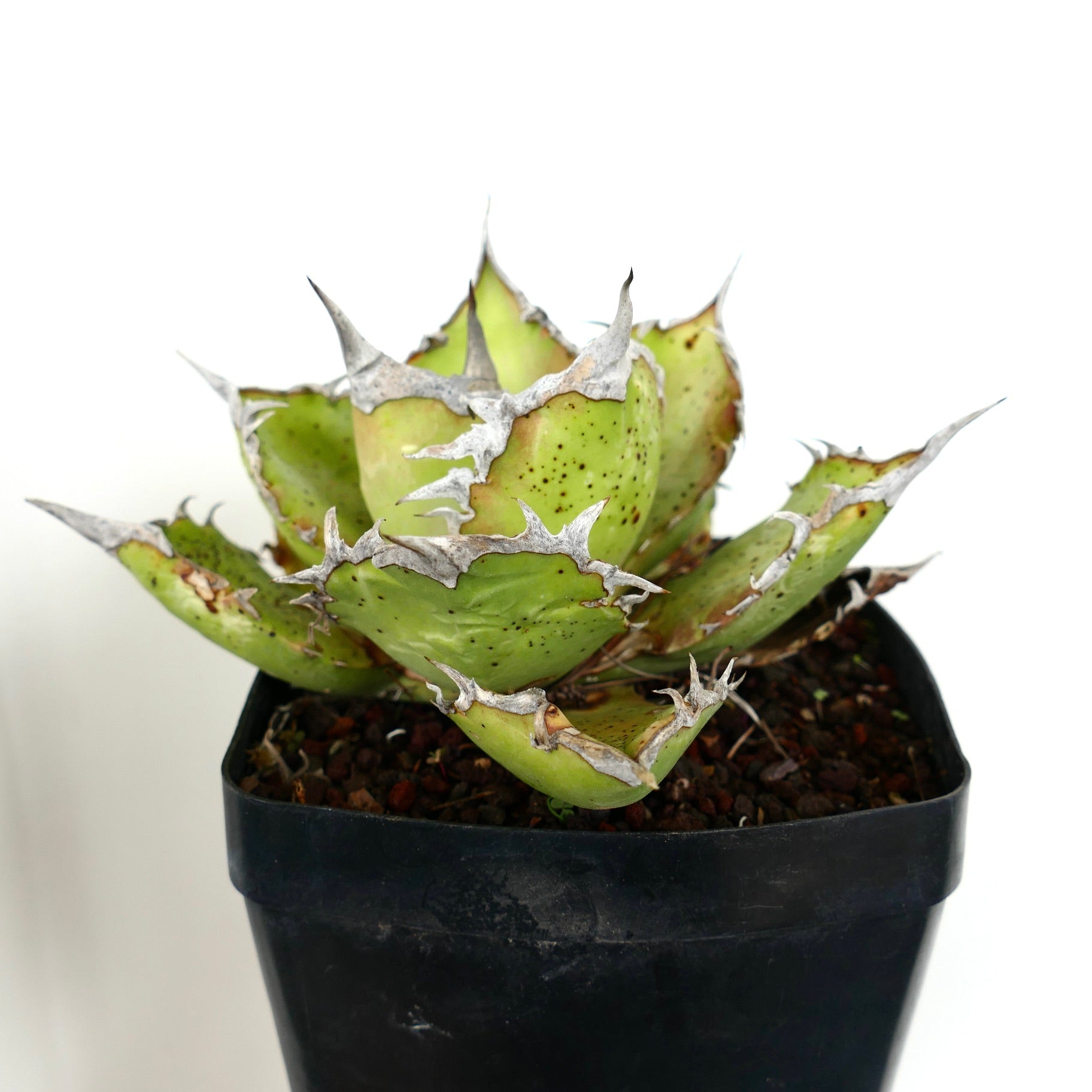 Succulenta Agave titanota con foglie verdi spesse e spine grigie prominenti in vaso nero