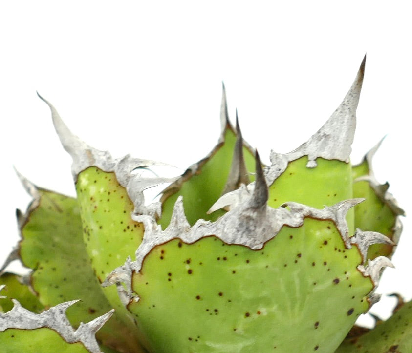 Agave titanota succulenta con foglie verdi spesse e spine bianche prominenti