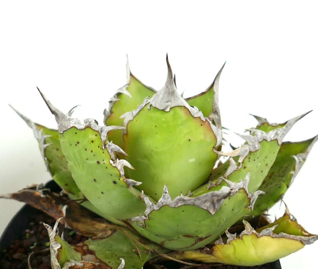 Succulenta Agave titanota con foglie verdi spesse e spine argentate prominenti