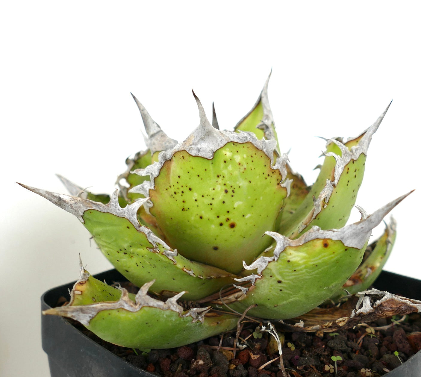 Succulenta Agave titanota con foglie spesse verdi e spine bianche prominenti in vaso