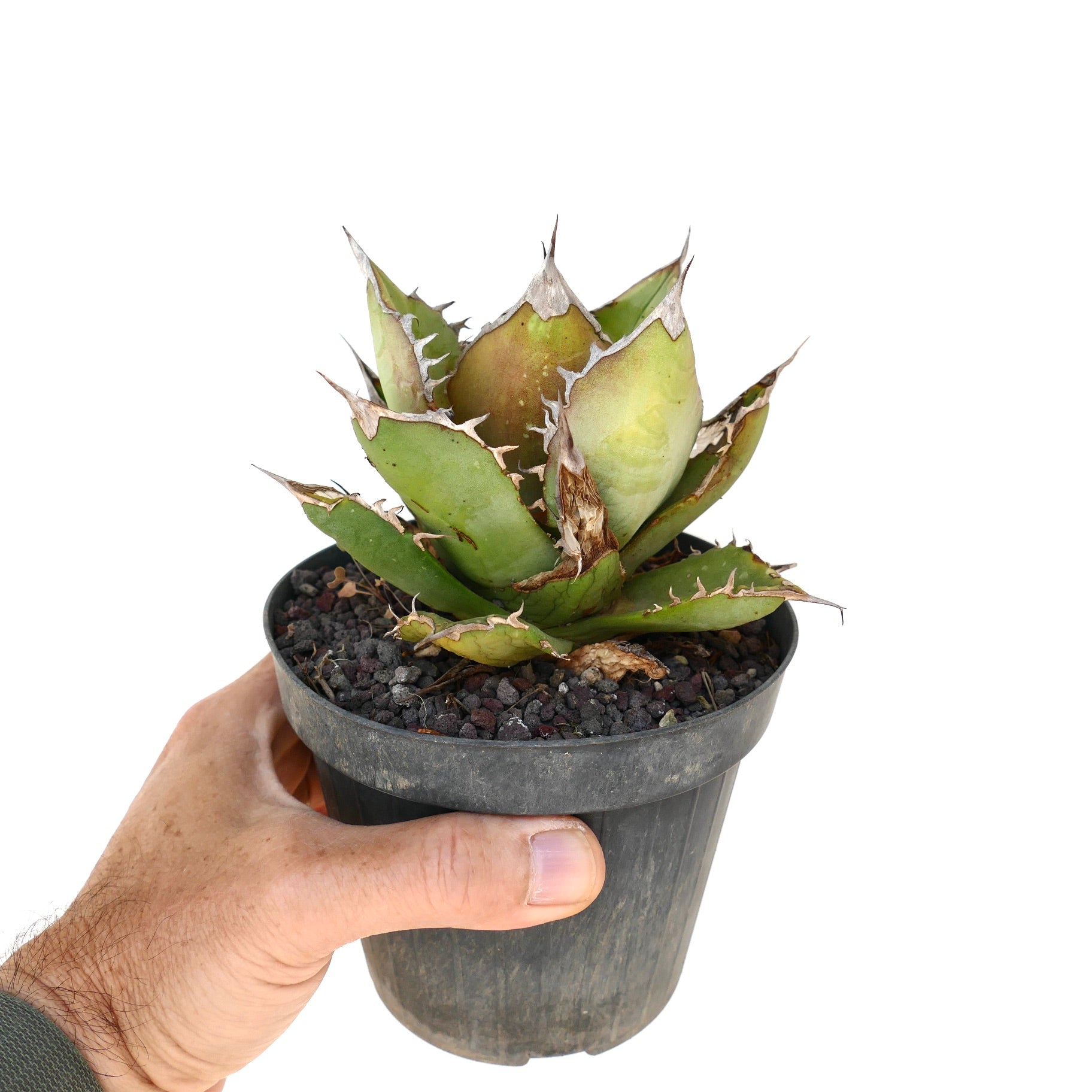 厚みのある緑色の葉と目立つ棘を持つアガベ・タイタノータの多肉植物、黒い鉢入り