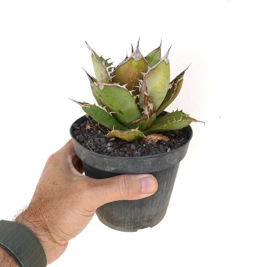 Agave titanota succulent with thick green leaves and sharp brown spines in black pot