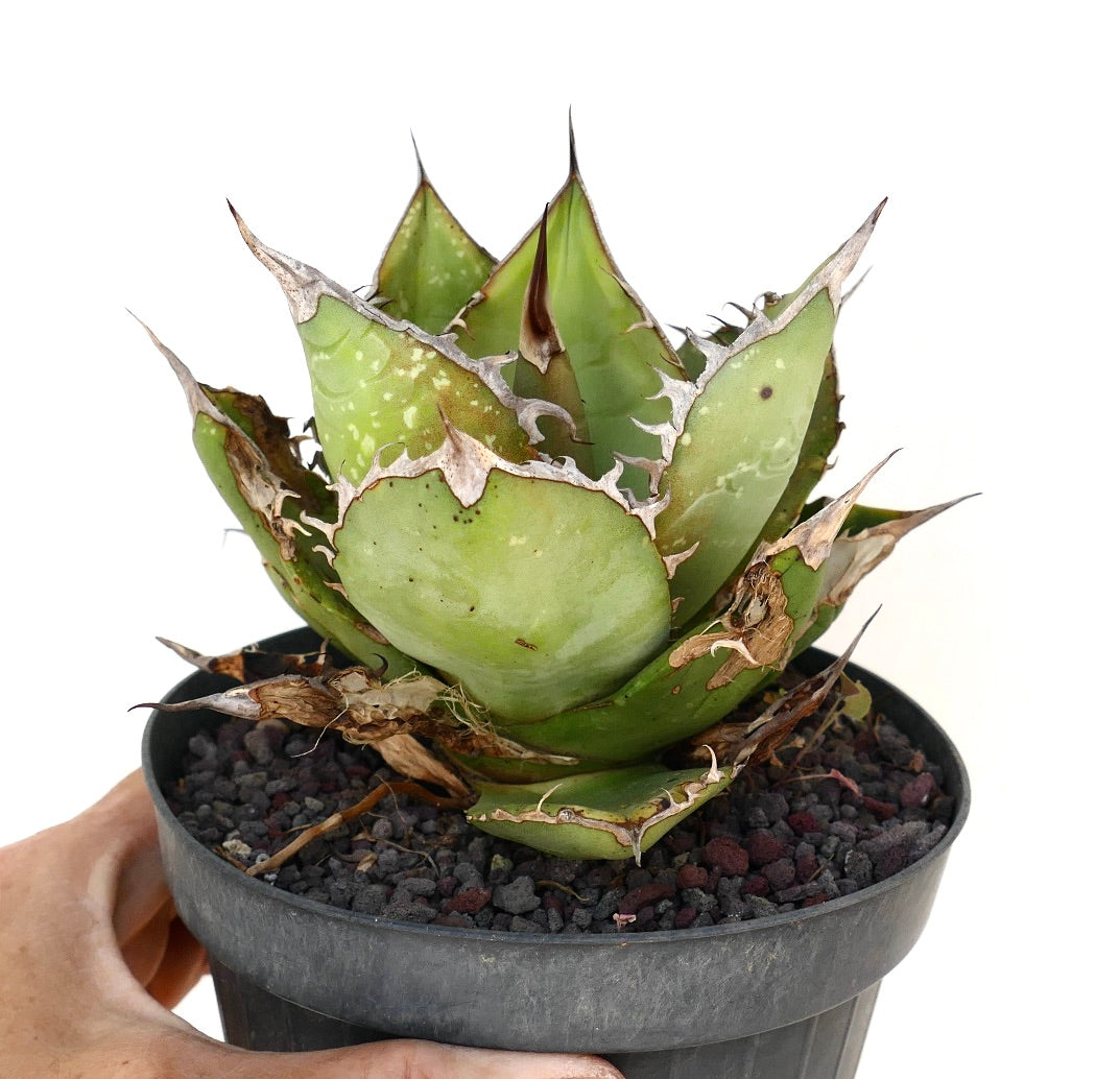 黒い鉢に入った厚みのある緑色の葉と目立つ茶色い棘を持つアガベ・タイタノータの多肉植物