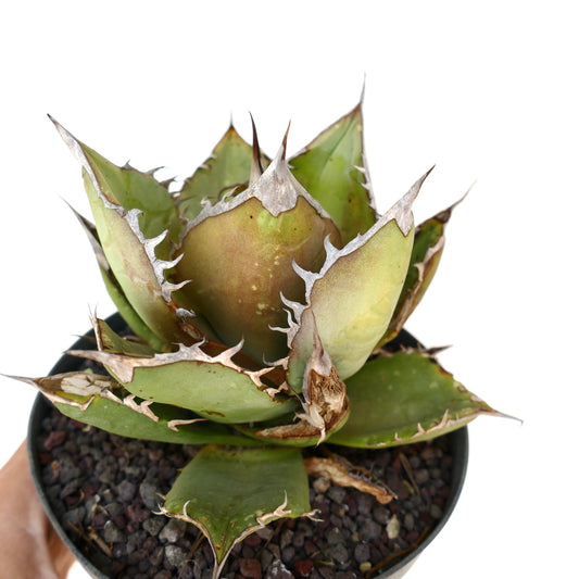 Agave titanota succulent with thick green leaves and prominent spiny edges in pot