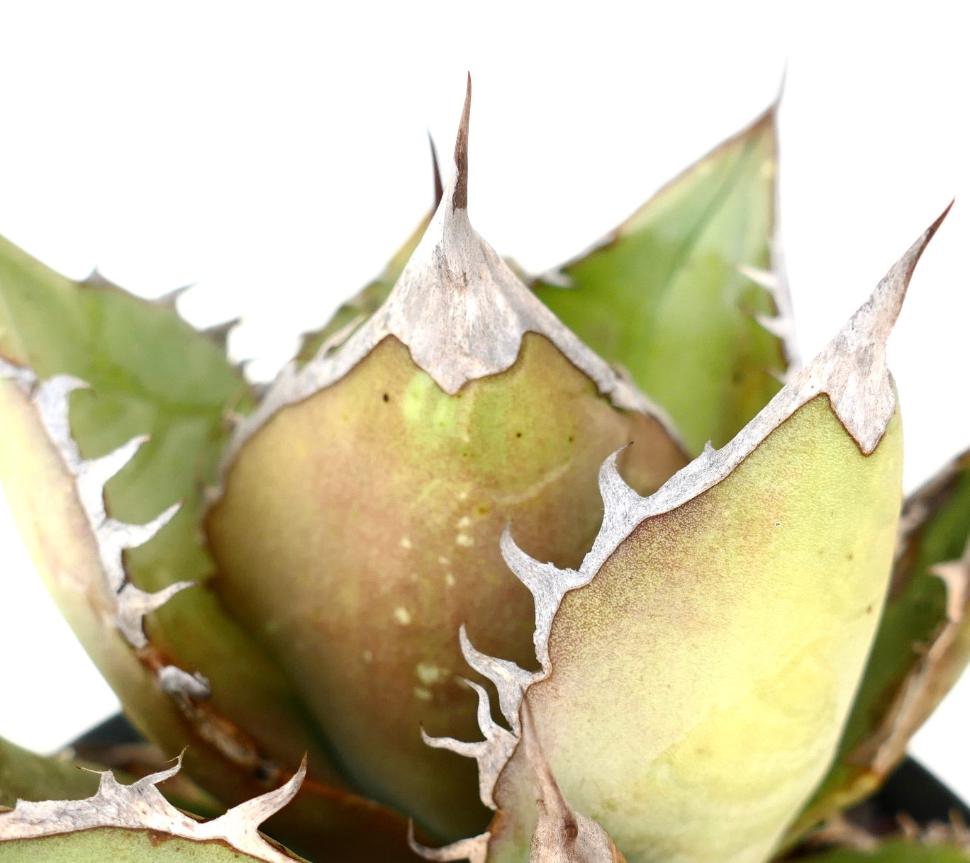 厚みのある淡い緑色の葉と目立つ白い棘を持つアガベ・タイタノタの多肉植物