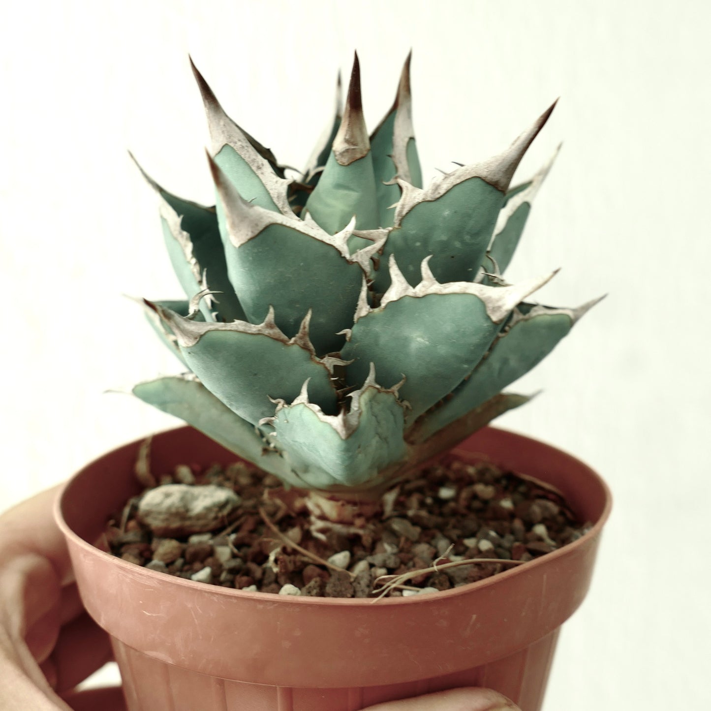 Agave titanota 