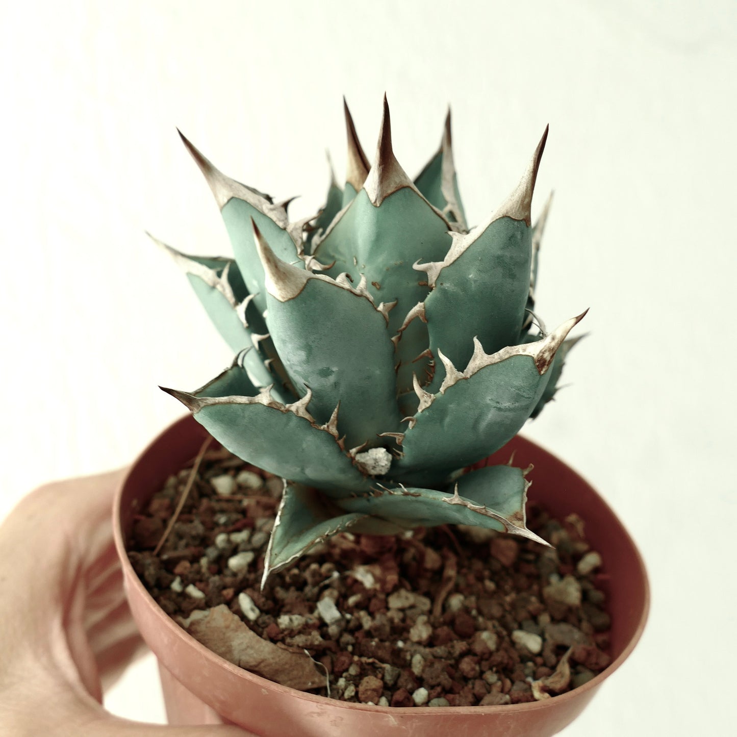 Agave titanota clone 575