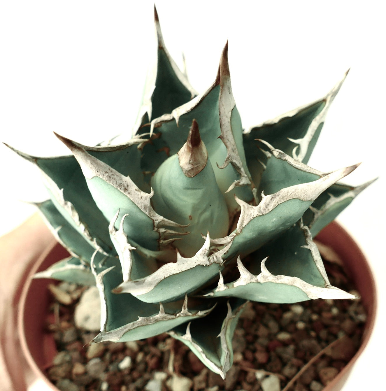 Agave titanota 