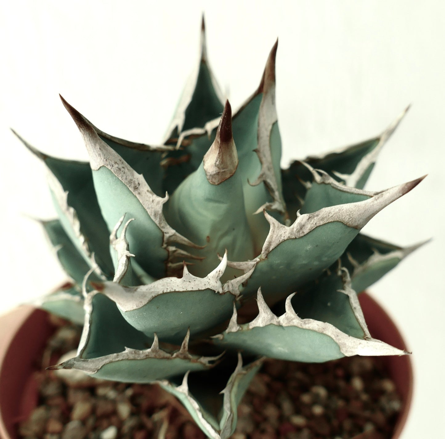 Agave titanota 