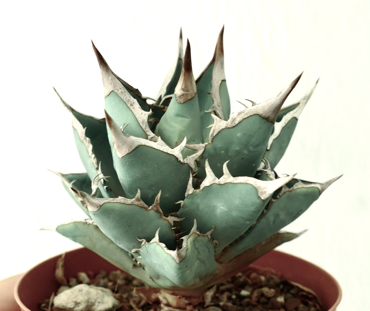 Agave titanota 