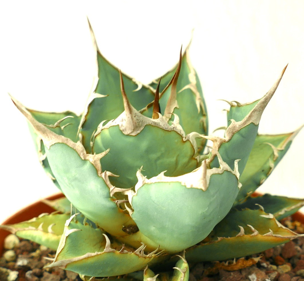 Agave titanota clone 89X