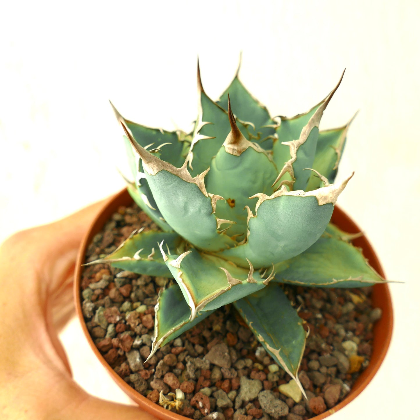 Agave titanota clone 89X