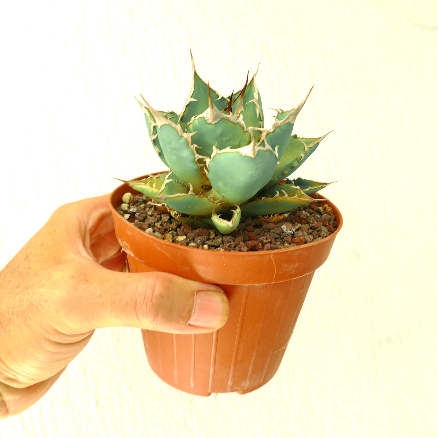 Agave titanota clone 89X