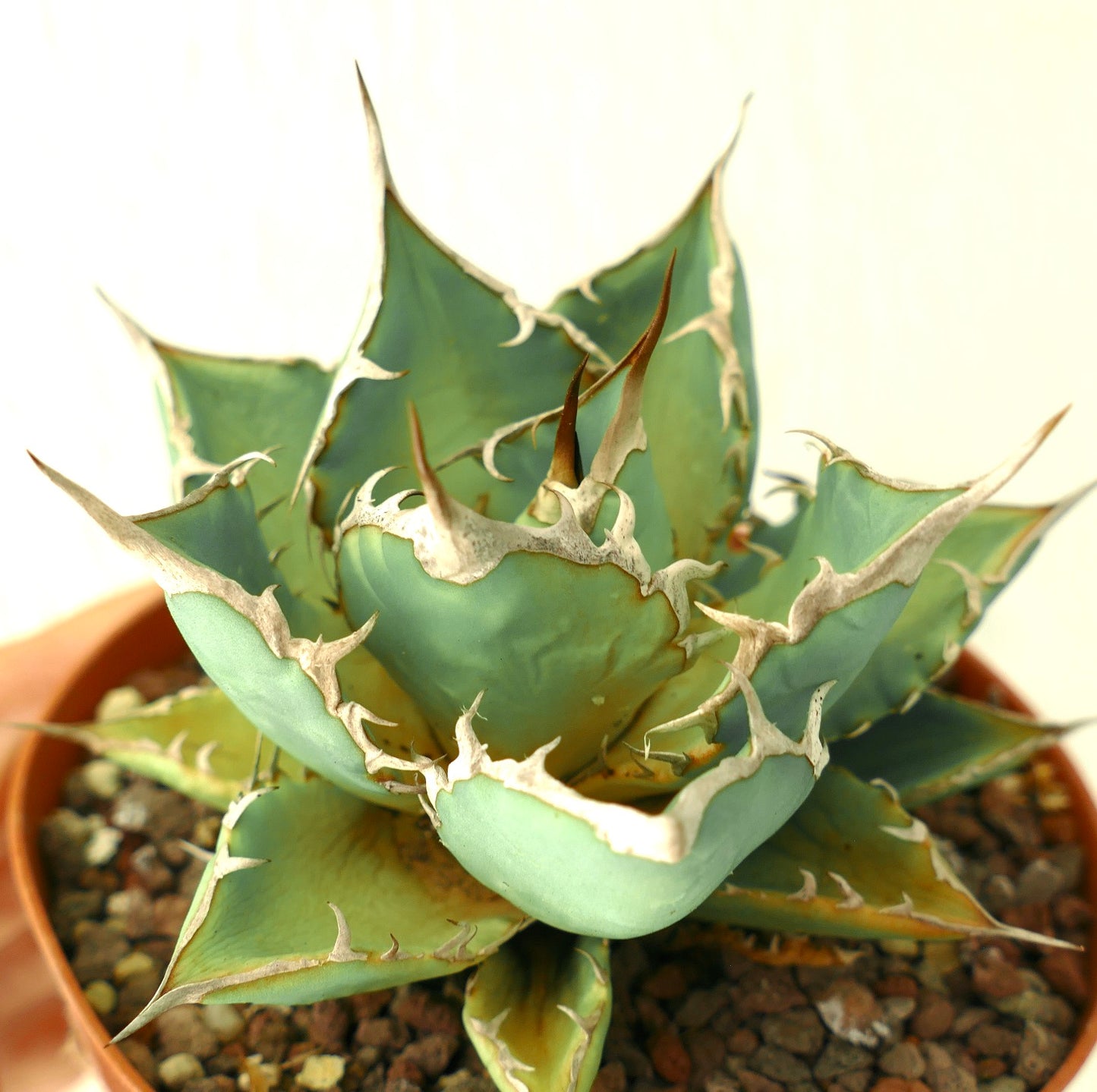 Agave titanota clone 89X