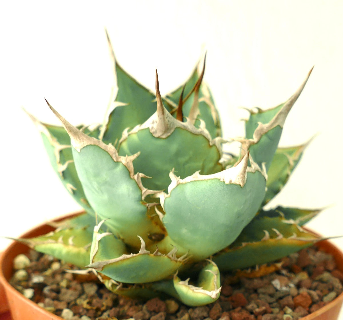 Agave titanota clone 89X