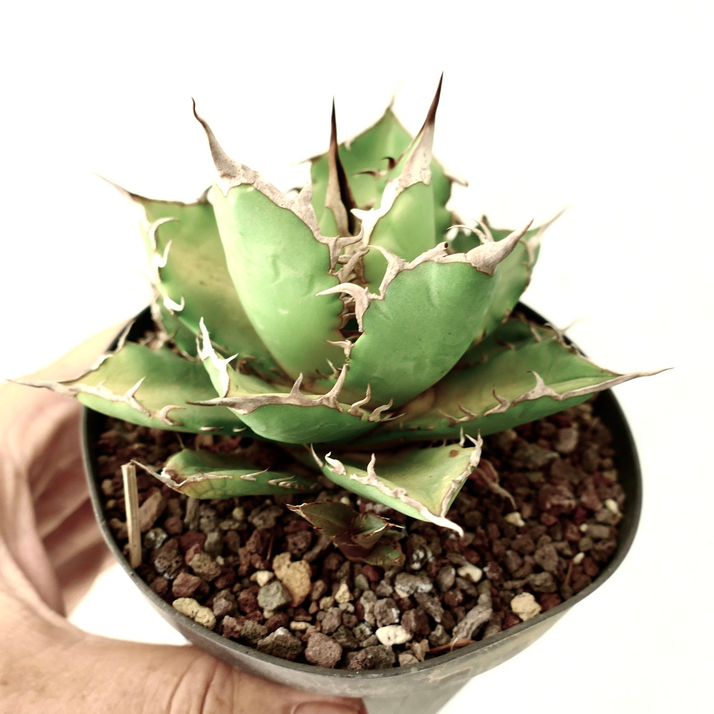 Agave titanota clone MP3