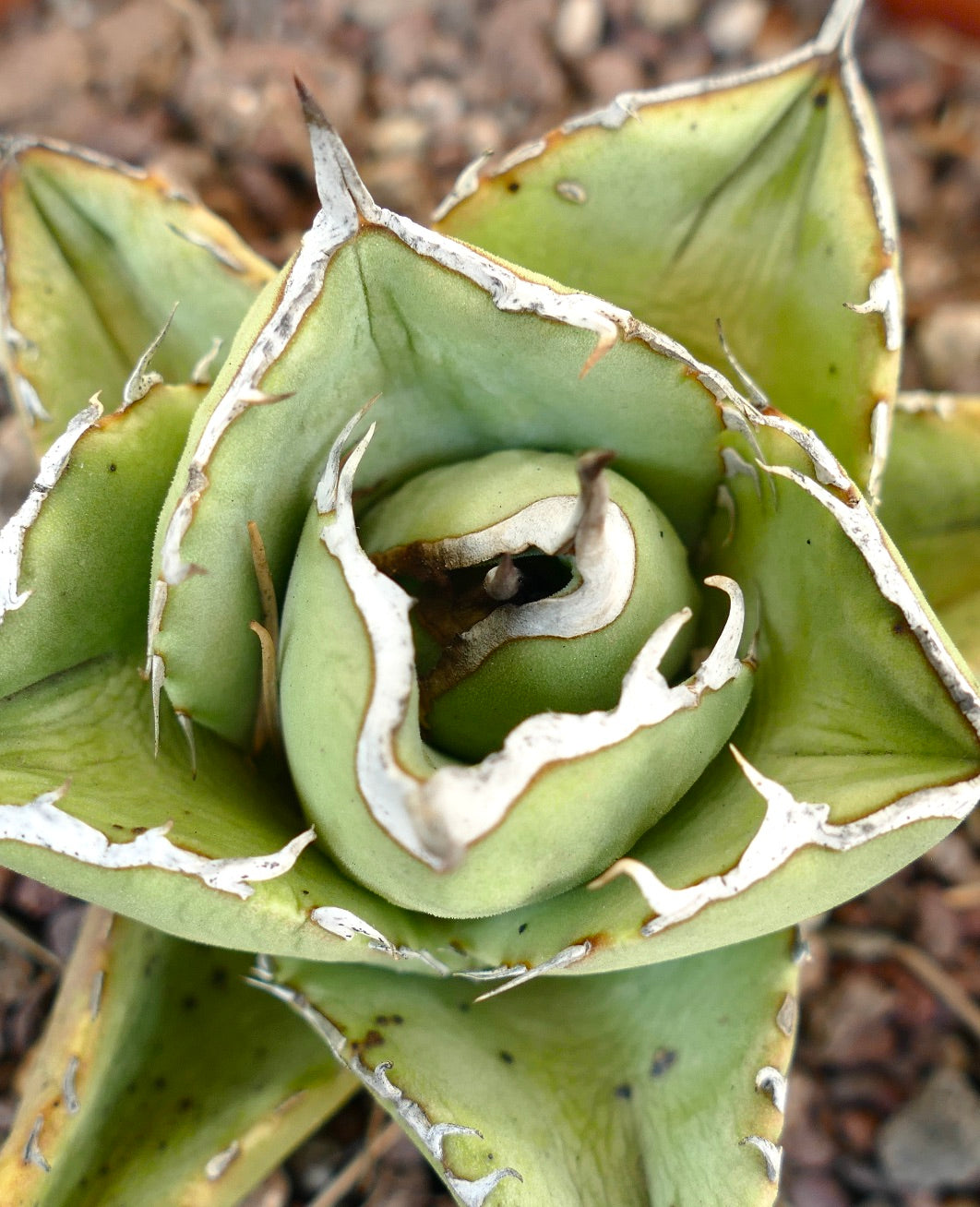 Agave titanota clone RM2 (Río de Tablas, Oaxaca, Messico) COMPACT