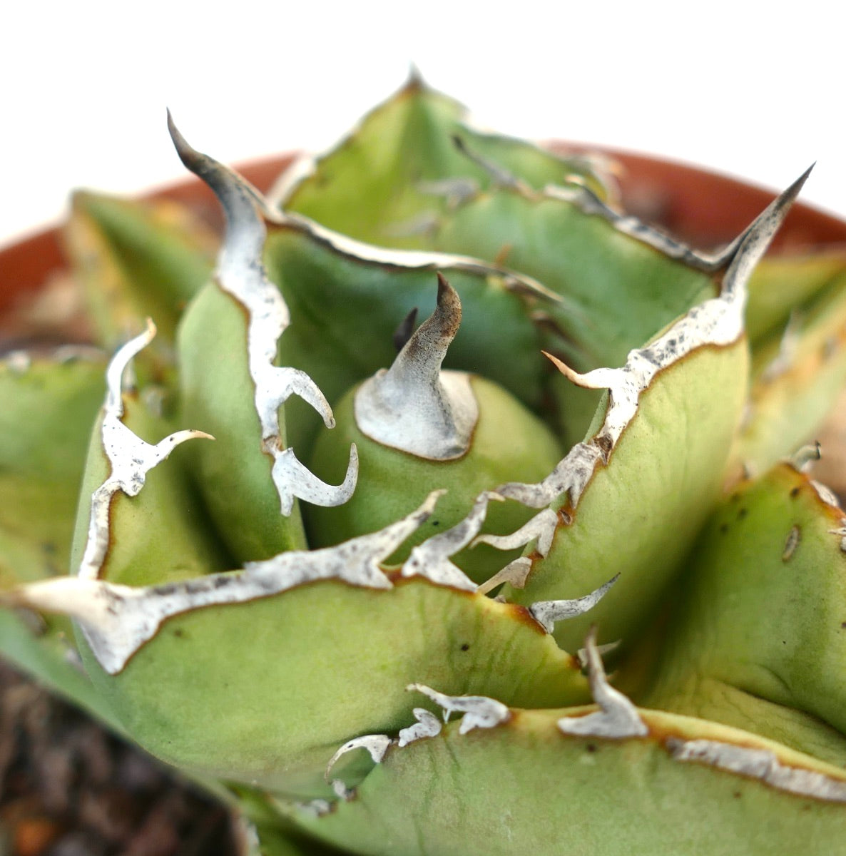 Agave titanota clone RM2 (Río de Tablas, Oaxaca, Messico) COMPACT